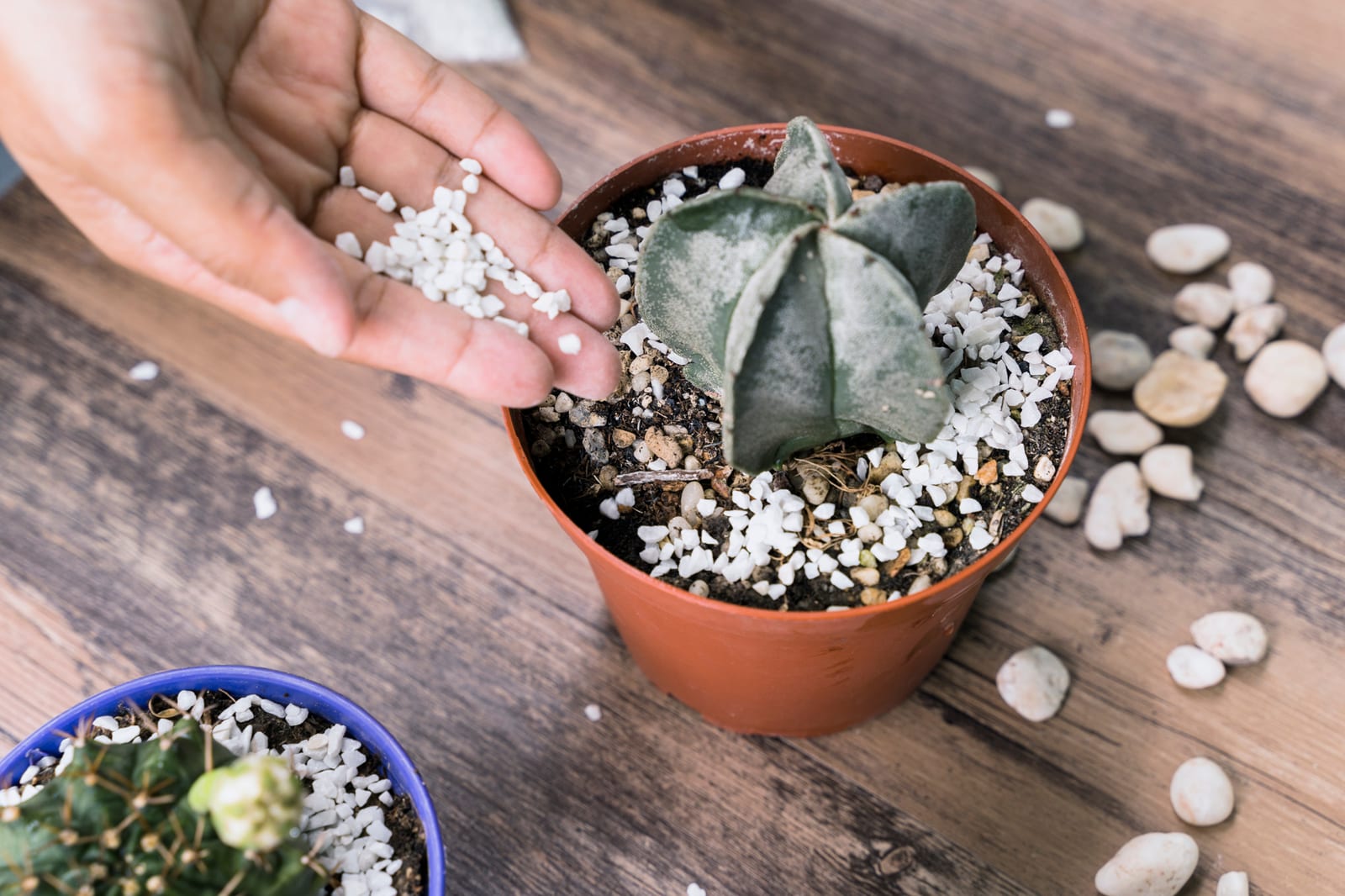 Terrário de Mesa Pequeno montado pelo ateliê Nano Hub